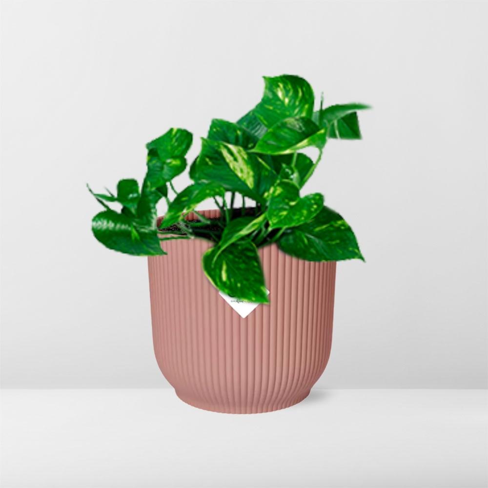 Epipremnum Pinnatum ‘Aureum’ im ELHO Vibes Fold, 14 cm, rosa
