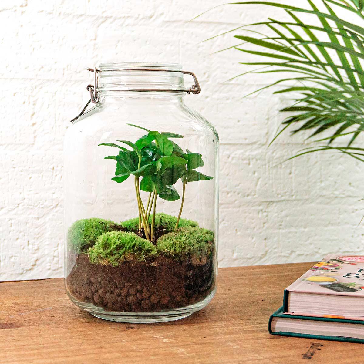 Flaschengarten – Coffea Arabica – 28 cm – Rechen + Schaufel + Pinzette