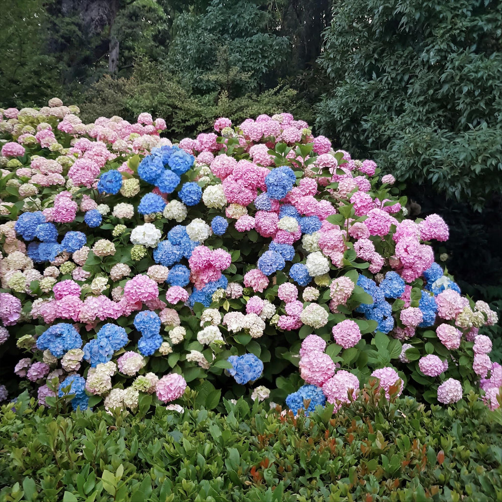 Hydrangea macrophylla Tricolour, Hortensie, Winterfest, Rot-Blau-Weiß, 3 Pflanzen, Topf 12 cm, 20-30 cm