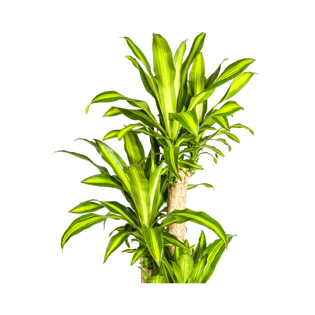 Dracaena Fragrans Massangeana Ø30cm - ↕170 - 190cm - Botanic-Vibes