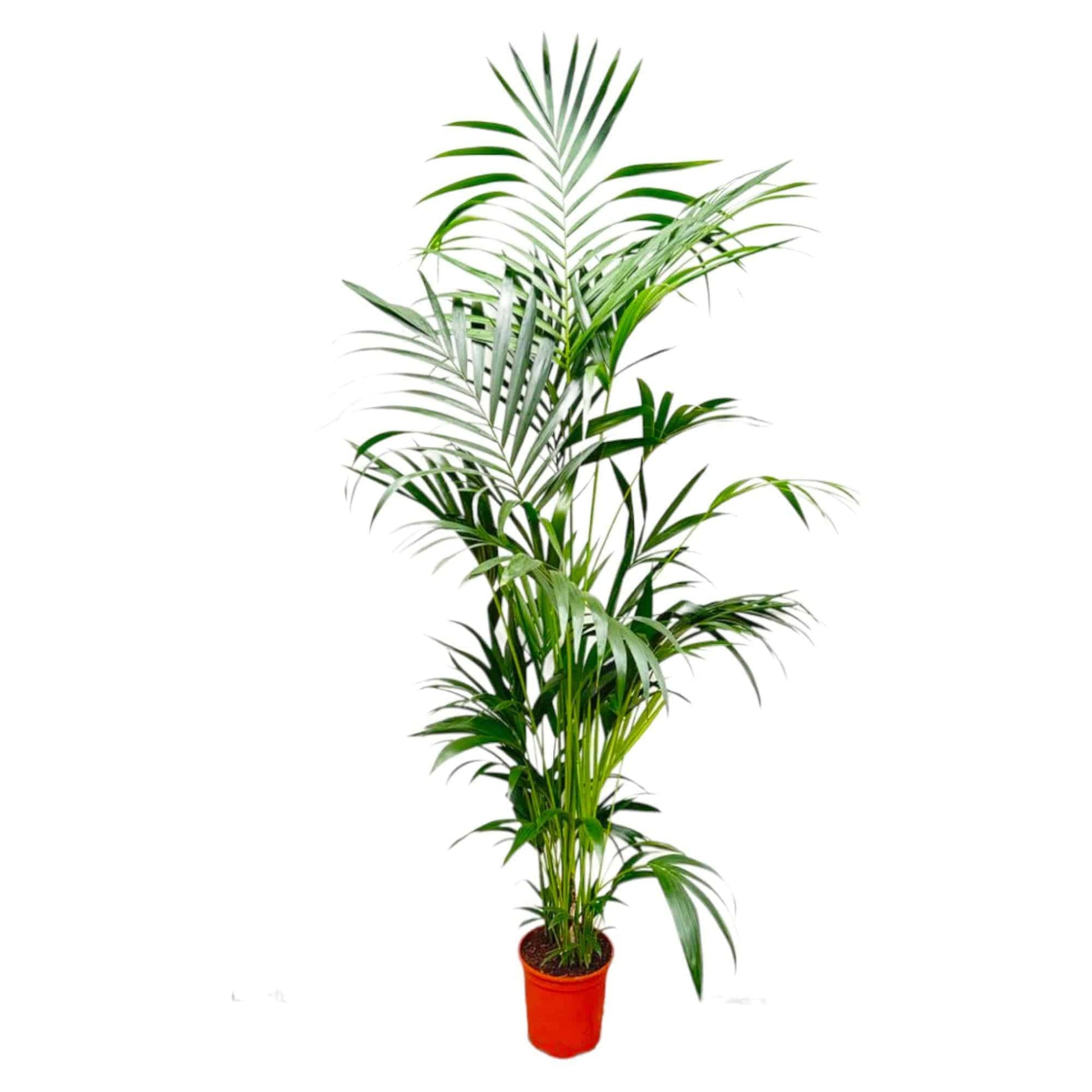 Kentia palm – 200 cm – Ø24–30 - Botanic-Vibes