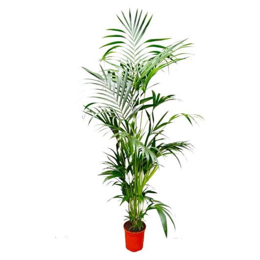 Kentia palm – 200 cm – Ø24–30 - Botanic-Vibes