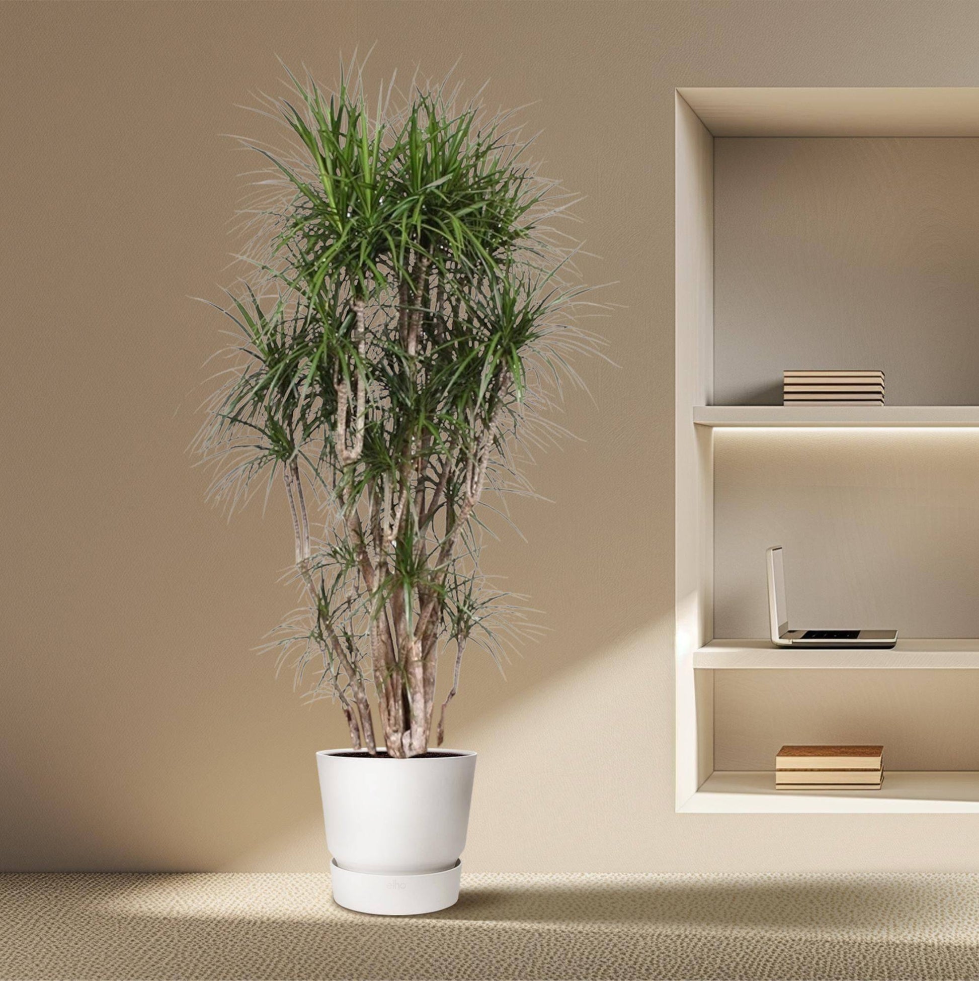 Dracaena Marginata verzweigt – 220 cm – Ø40 - Botanic-Vibes