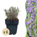 Heckenpflanzen, Lavandula angustifolia Hidcote, graues Blatt, 6 Pflanzen, 1 laufender Meter, immergrün, Topf 17 cm 30 cm