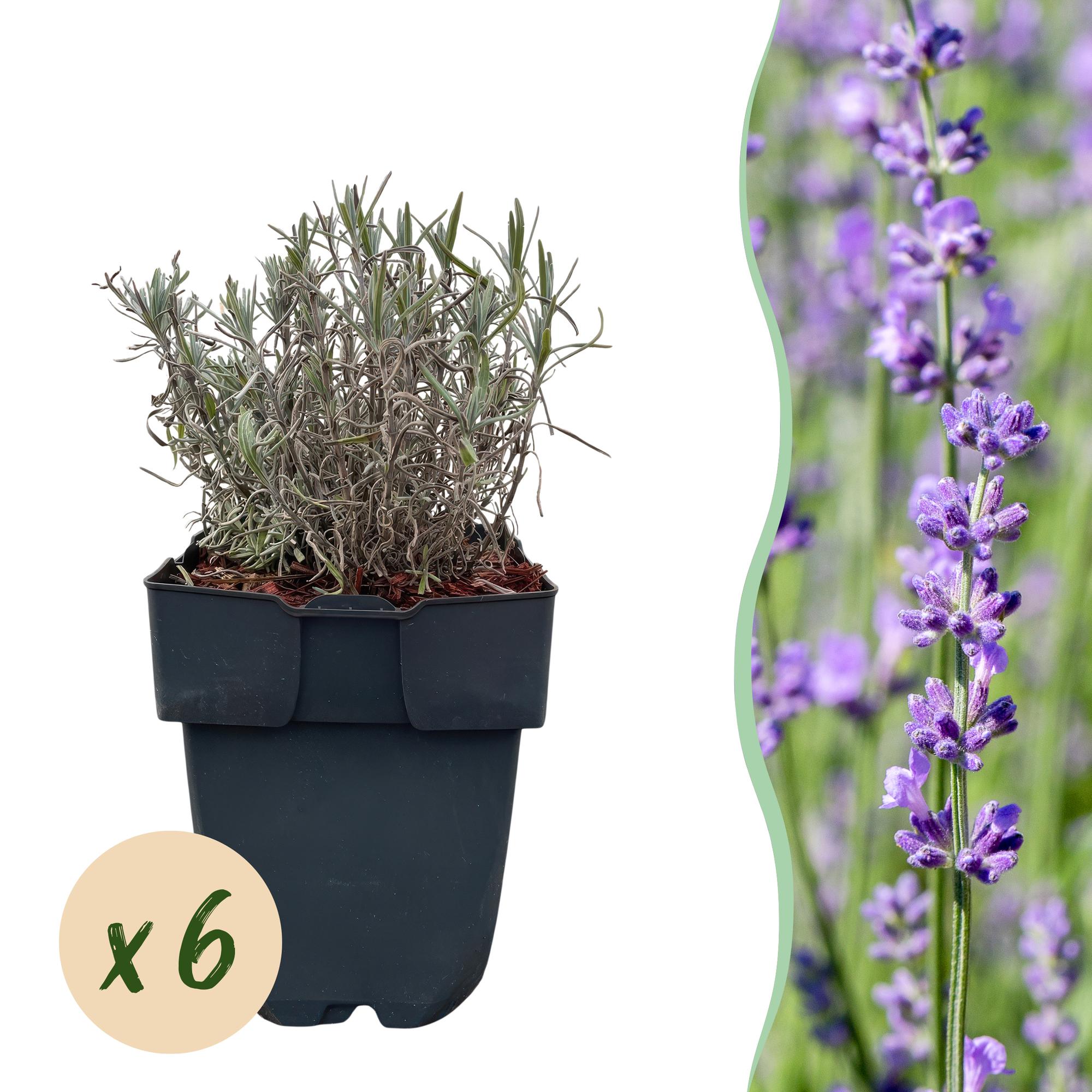 Heckenpflanzen, Lavandula angustifolia Hidcote, graues Blatt, 6 Pflanzen, 1 laufender Meter, immergrün, Topf 17 cm 30 cm