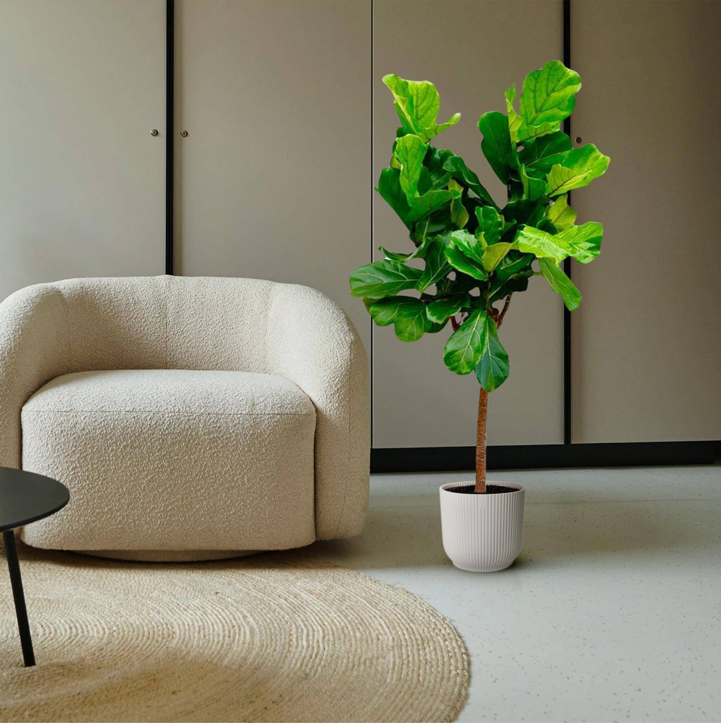 Ficus lyrata Baum – 150 cm – Ø30 - Botanic-Vibes