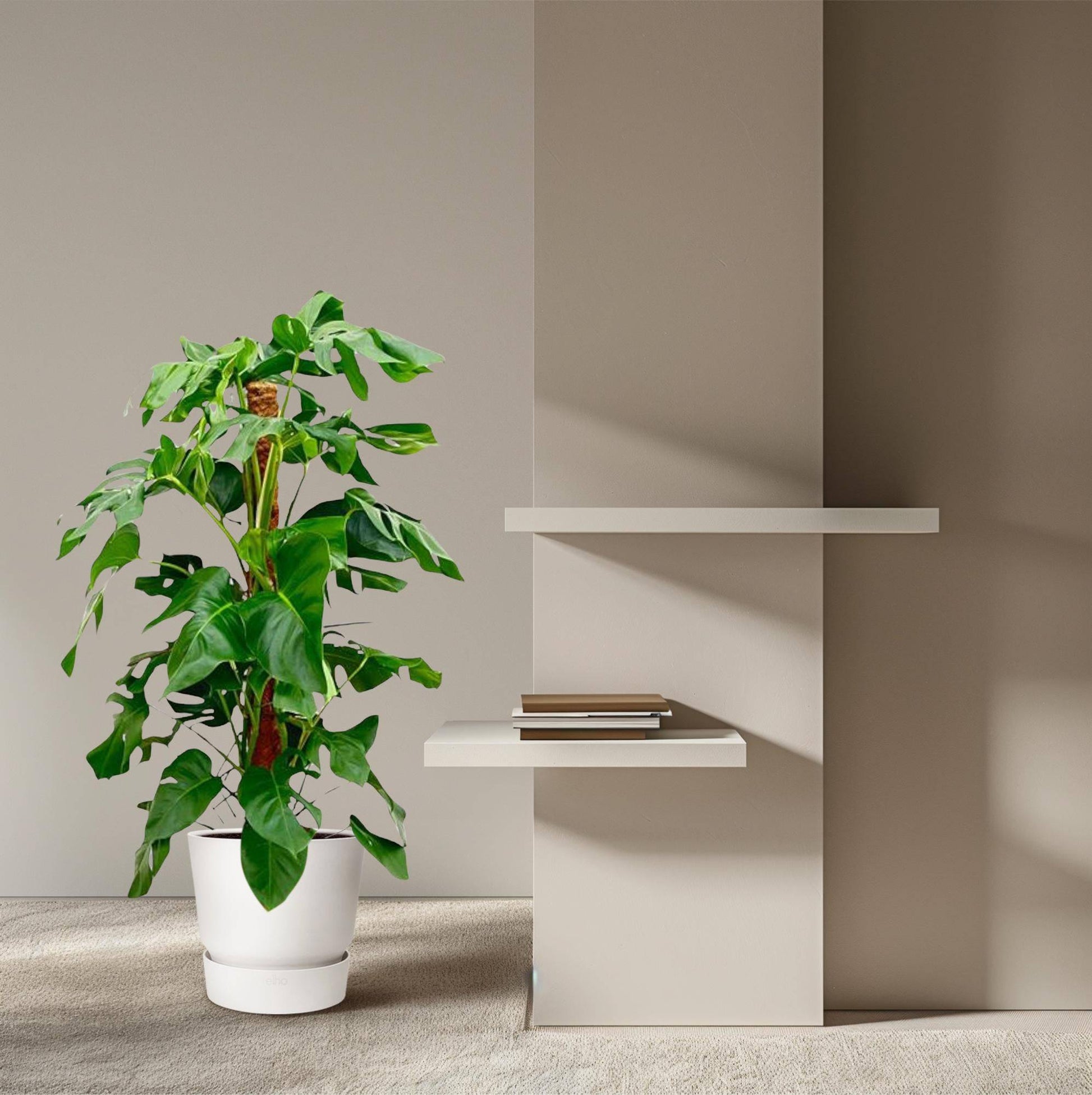Monstera pertusum – 120 cm – Ø24 - Botanic-Vibes
