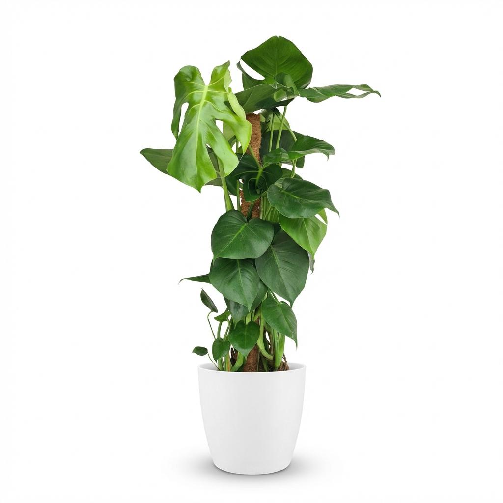 Fensterblatt, Monstera Deliciosa Moosstab, Grün, Pflegeleicht, 1 Pflanze, mit Übertopf Weiß, Topf 19 cm, 90 cm