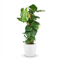 Fensterblatt, Monstera Deliciosa Moosstab, Grün, Pflegeleicht, 1 Pflanze, mit Übertopf Weiß, Topf 19 cm, 90 cm