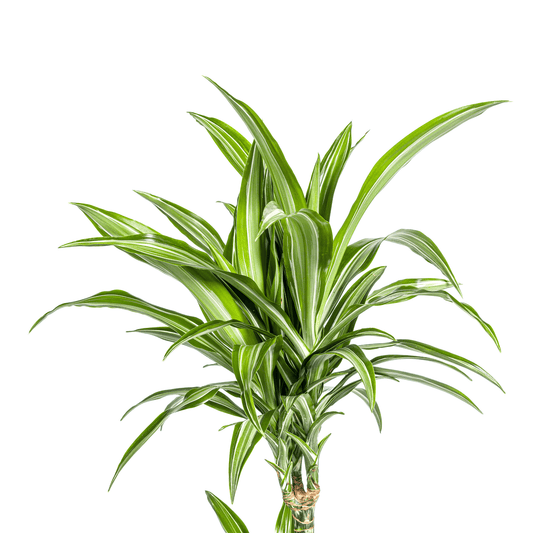 Dracaena Deremensis White Stripe Ø21cm - ↕90 - 110cm - Botanic-Vibes