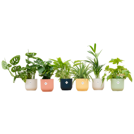 Überraschungsbox – 6 pflanzen inkl. elho vibes fold round Ø14 farb-mix