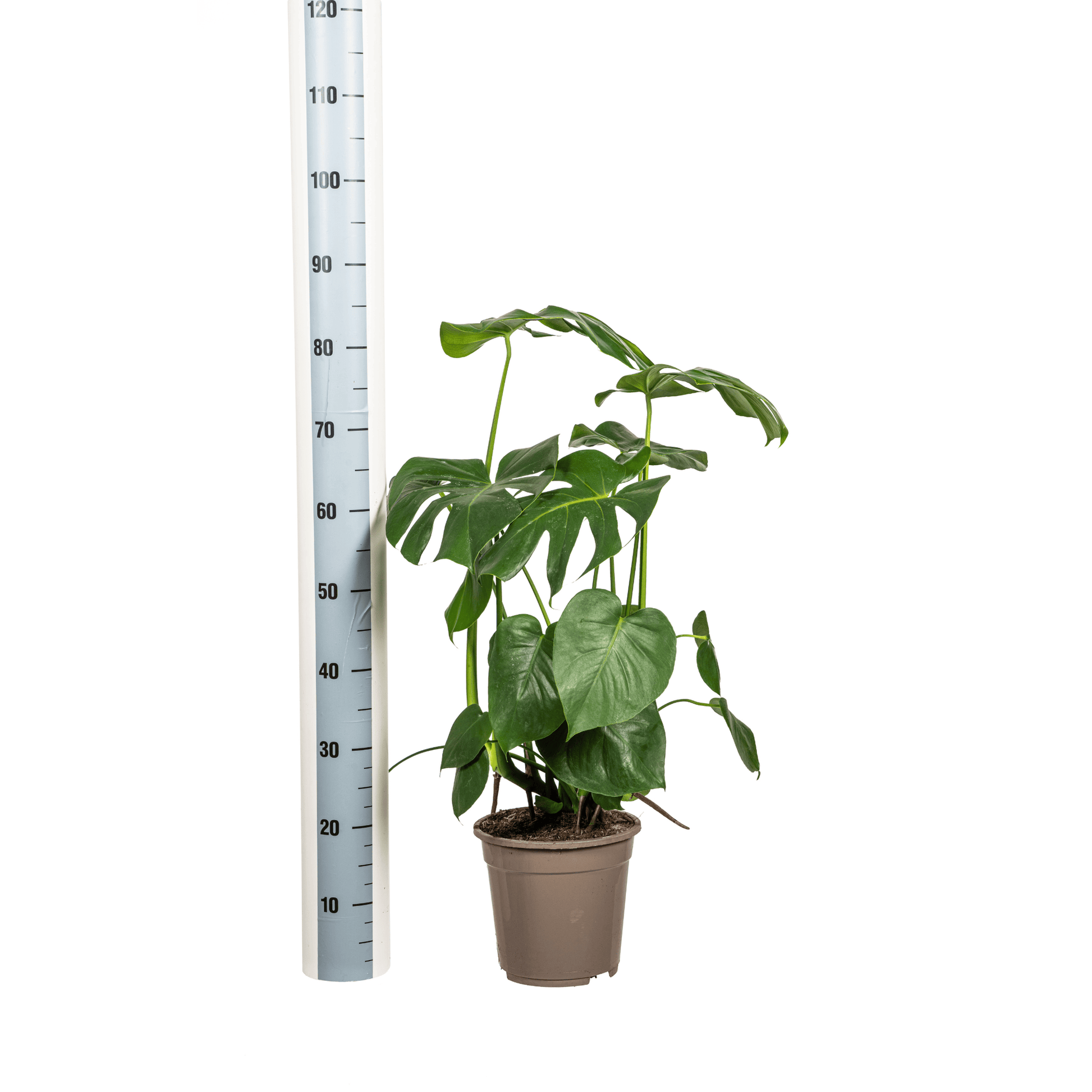 Monstera Deliciosa Tauerii Ø21cm - ↕70 - 90cm - Botanic-Vibes