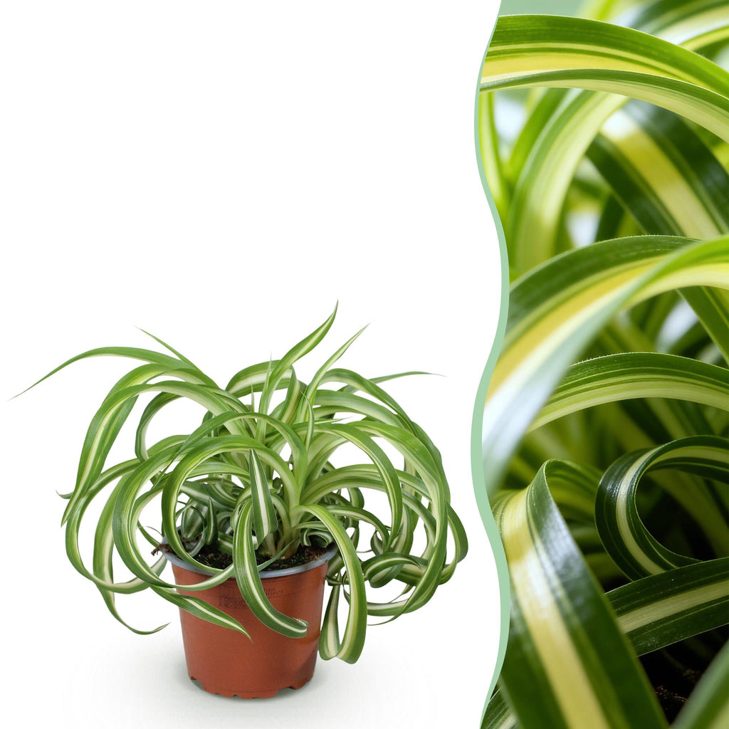 Green boutiQ, Zimmerpflanze, Chlorophytum comosum Bonnie, Lockige Graslilie, Haustierfreundliche Pflanze, Grün, Topf 12cm, Höhe 20cm