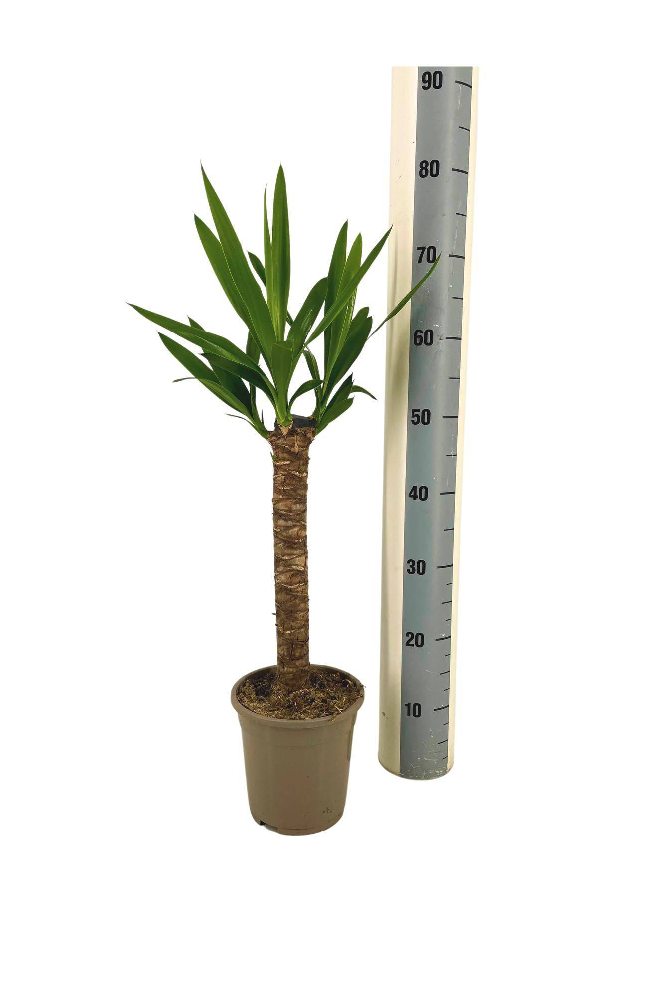 Yucca Elephantipes Ø17cm - ↕60 - 80cm - Botanic-Vibes