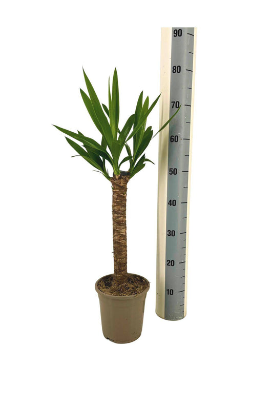 Yucca Elephantipes Ø17cm - ↕60 - 80cm - Botanic-Vibes