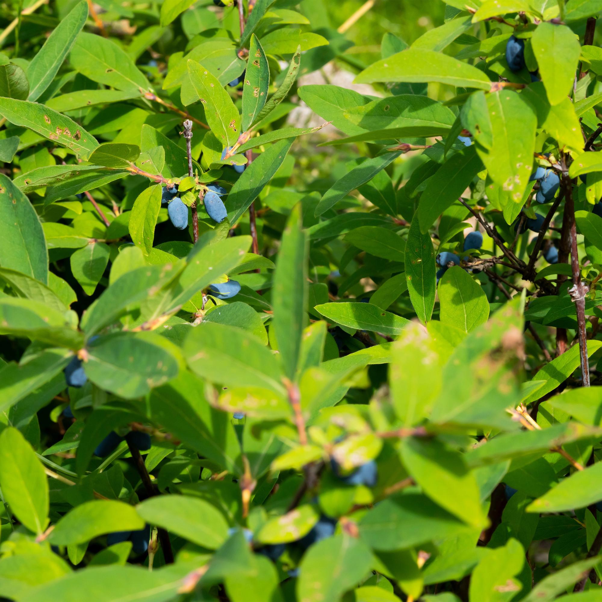 Obstpflanze, Lonicera caerulea Kamchatika, Honigbeere, Winterhart, Blaue Frucht, 2 Pflanzen, Topf 15 cm, 50 cm