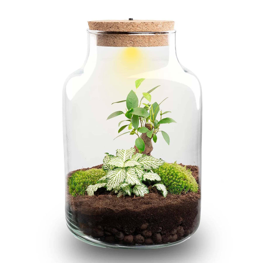 Terrarium „Little Milky“ – mit LED-Lampe – 25 cm - Botanic-Vibes