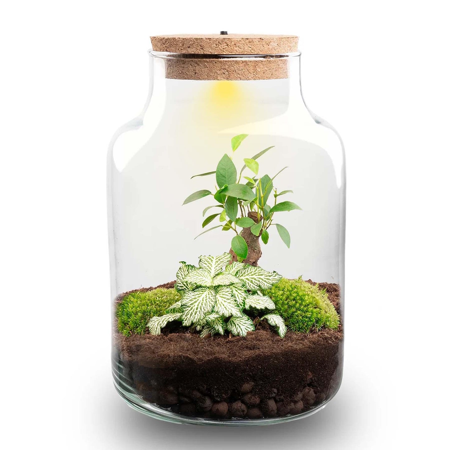 Terrarium „Little Milky“ – mit LED-Lampe – 25 cm