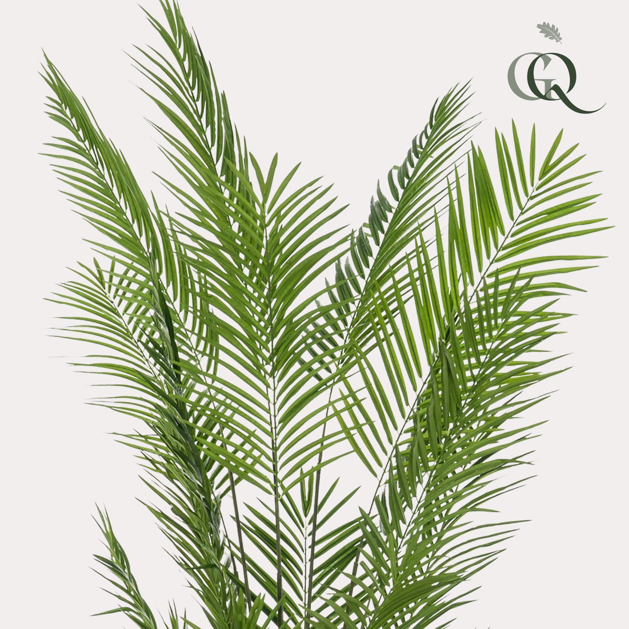 Kunstpflanzen, Areca Lutescens, Goldfruchtpalme, 240 cm