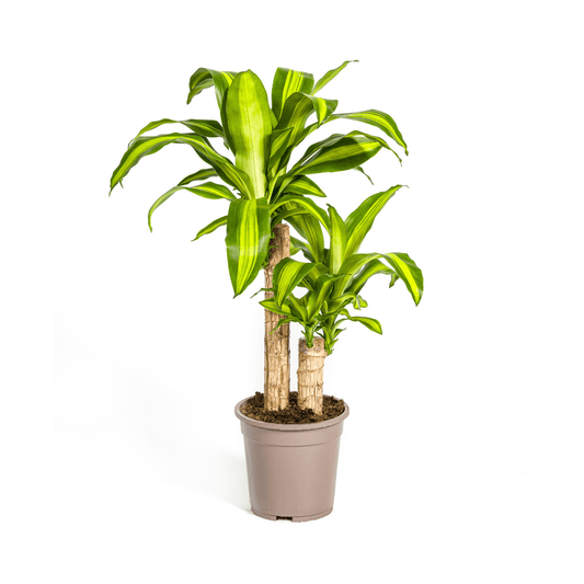 Dracaena Fragrans Massangeana Ø19cm - ↕70 - 90cm - Botanic-Vibes