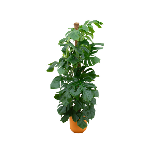 Combi deal - Monstera pertusum XL inklusive elho Jazz Round Gelb Ø26 – 150 cm