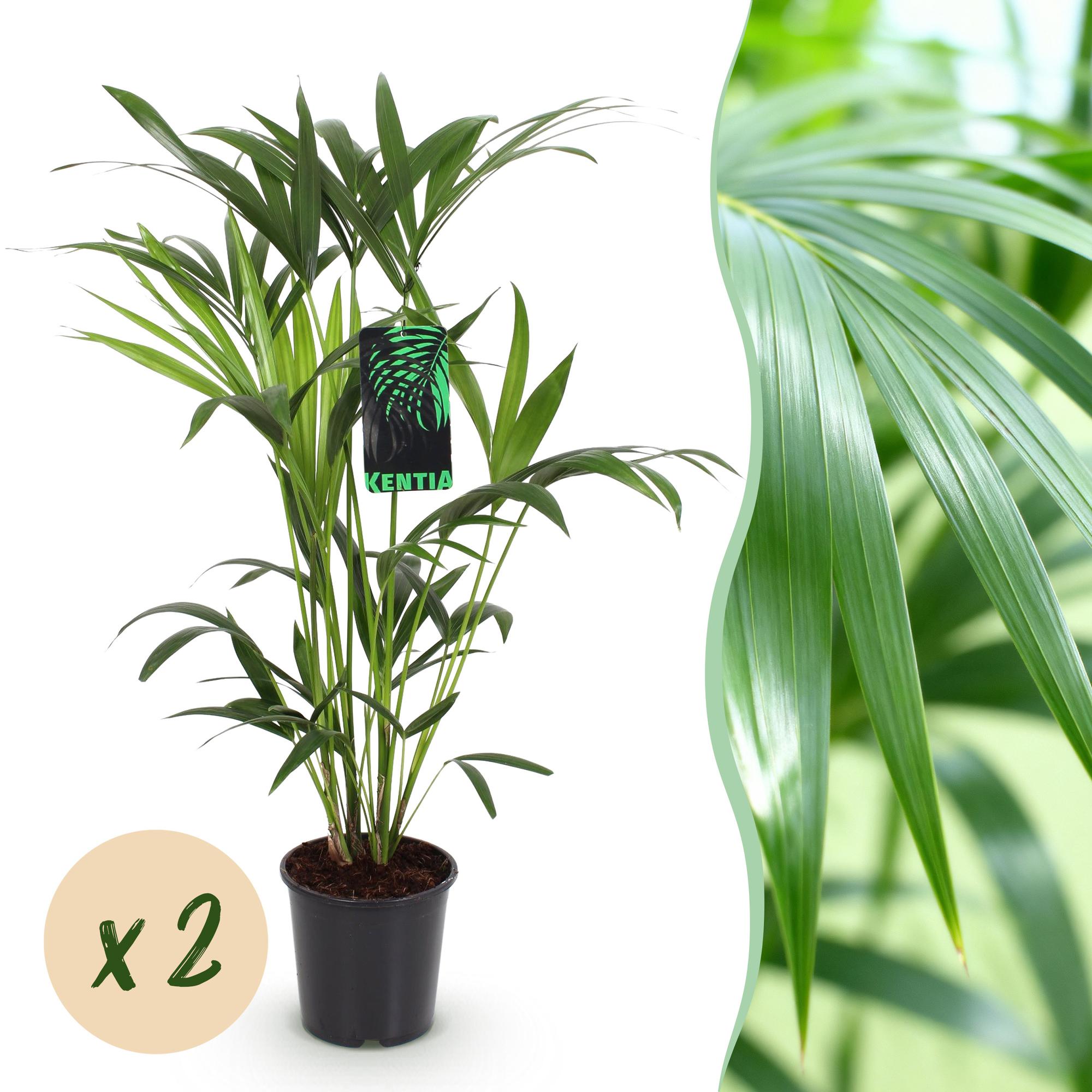 Green boutiQ, Zimmerpflanze, Howea Forsteriana, Kentia Palme, Wenig Pflege, Grün, Topf 19cm, Höhe 80, 85cm