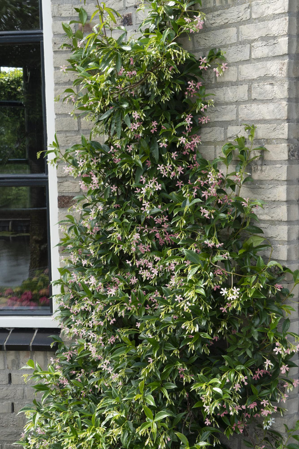 Trachelospermum 'Star of Ibiza', Toskanischer Jasmin Rosa, Ø15 cm, 65 cm