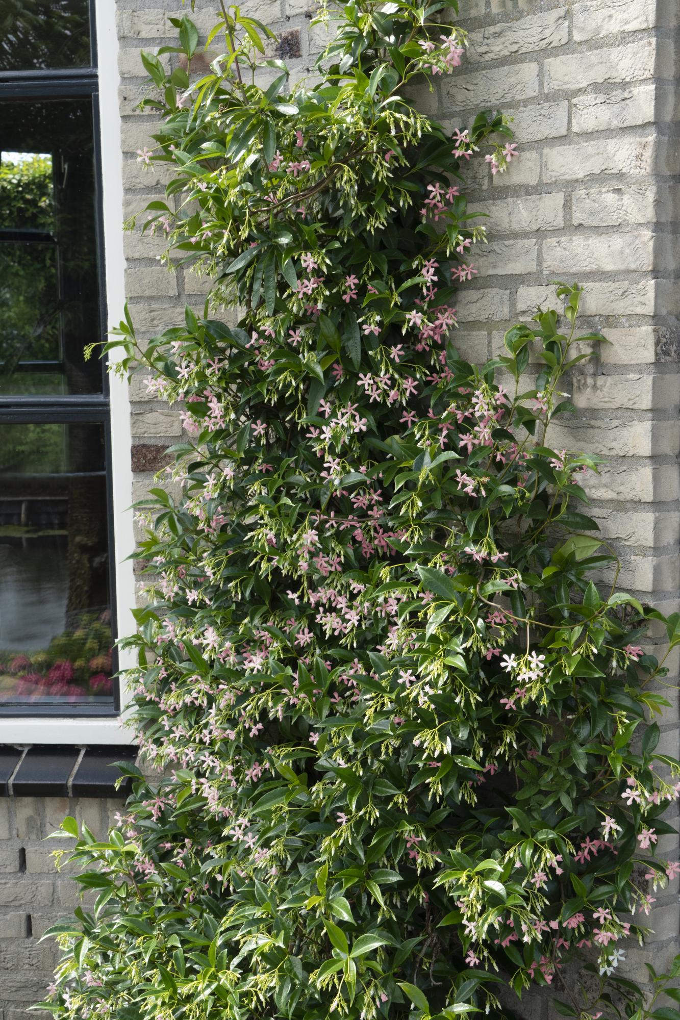 Trachelospermum 'Star of Ibiza', Toskanischer Jasmin Rosa, Ø15 cm, 65 cm