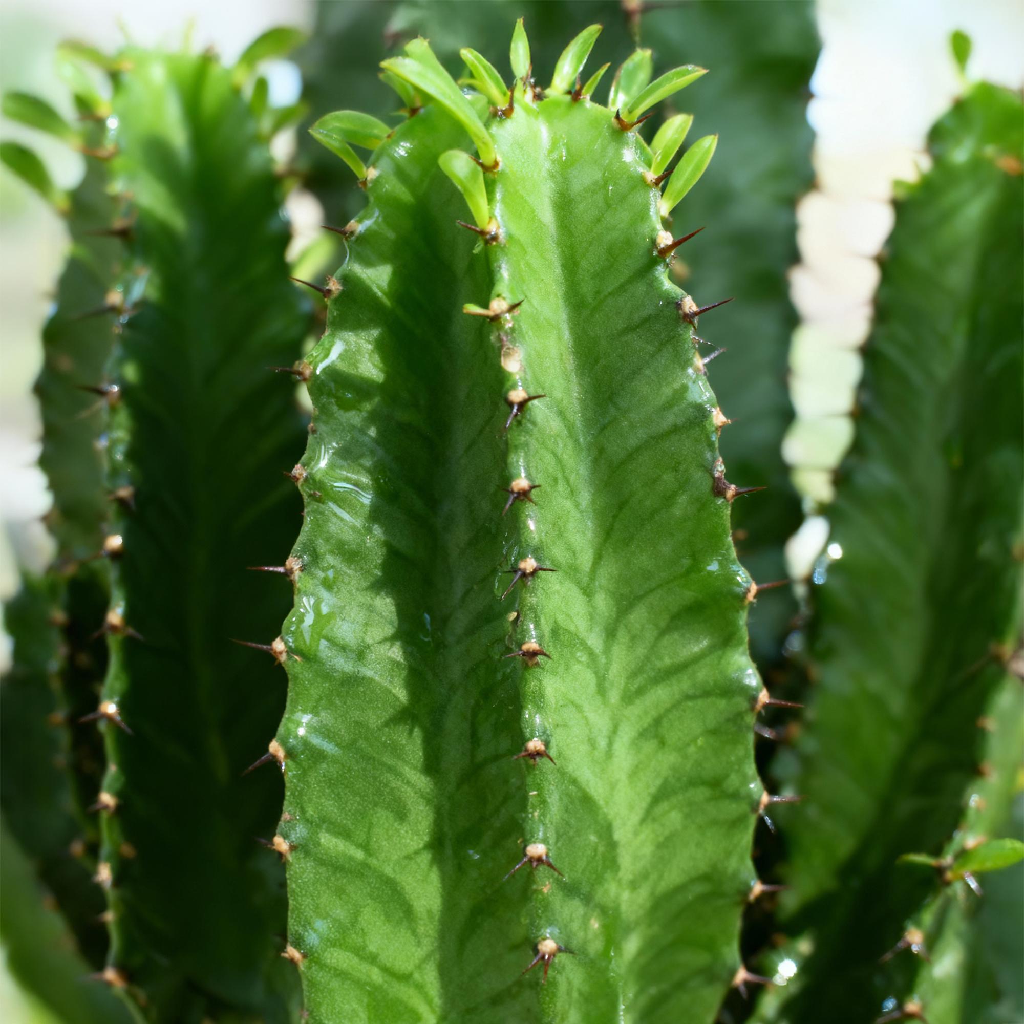 Euphorbia eritrea, Afrikanischer Milchbaum, Wenig Pflege, Grün, 1, Topf 19 cm, 70 cm