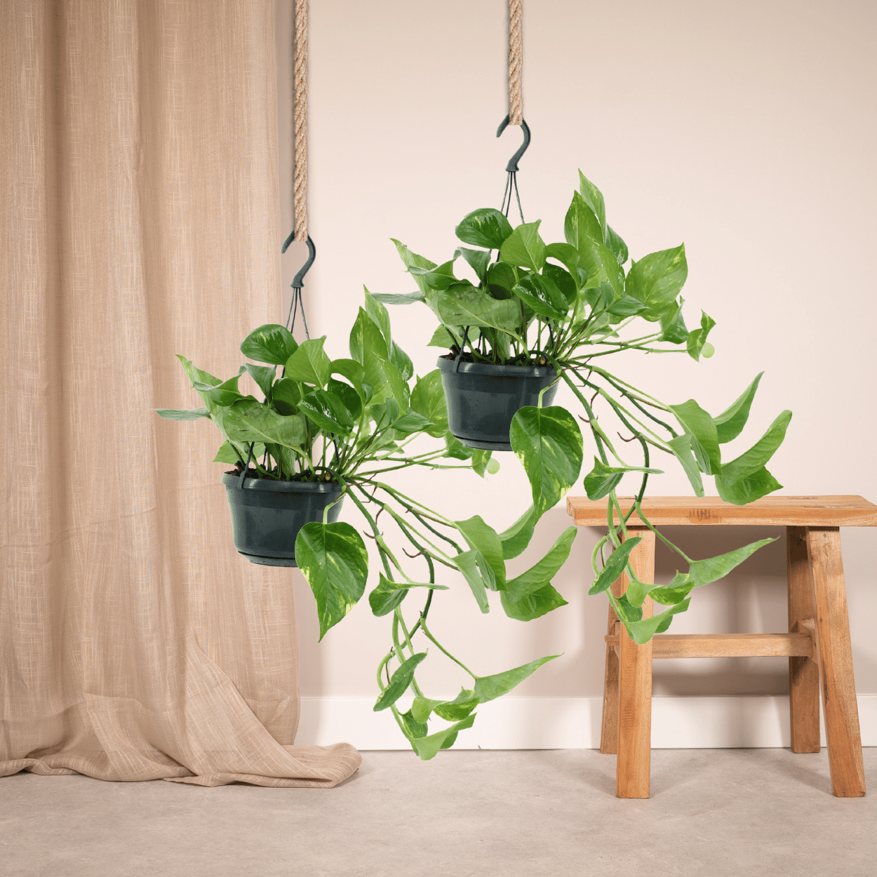 2x Epipremnum Aureum, Scindapsus, 25 cm, Ø15 cm