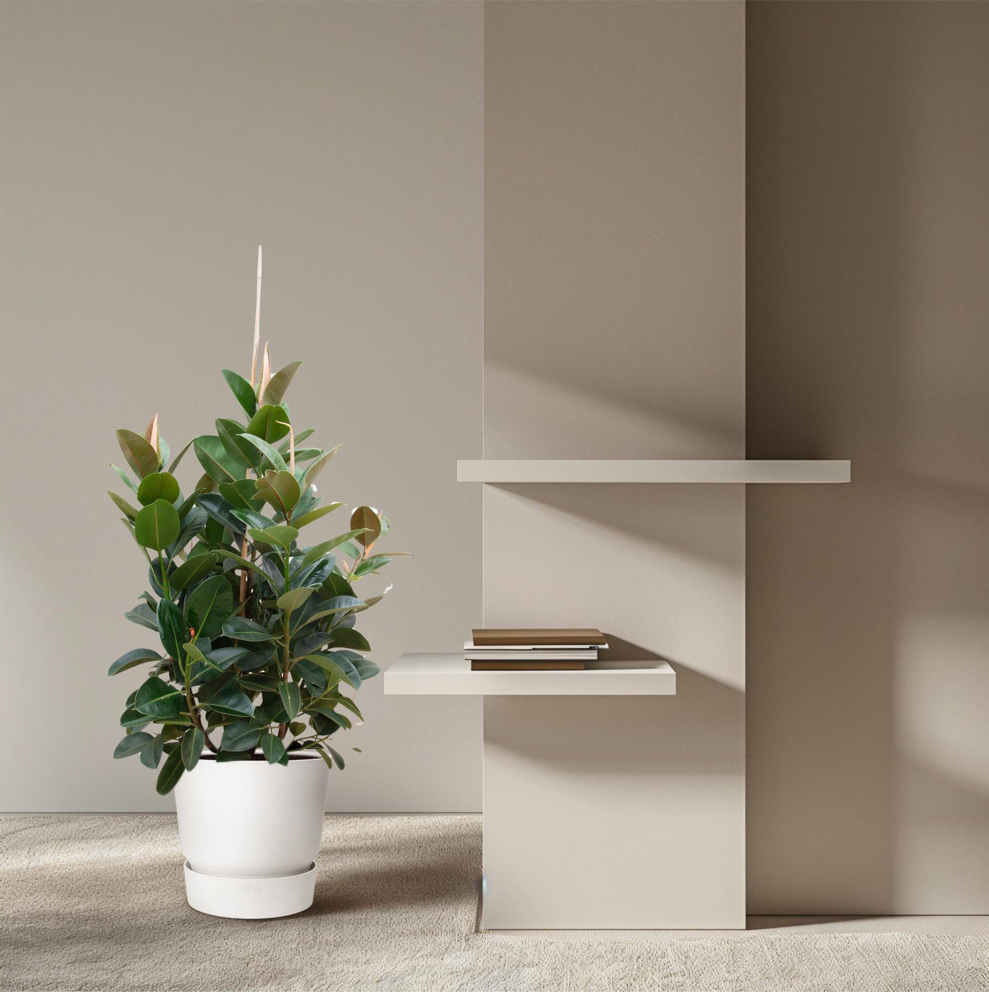Ficus Robusta verzweigt – 150 cm – Ø38 - Botanic-Vibes