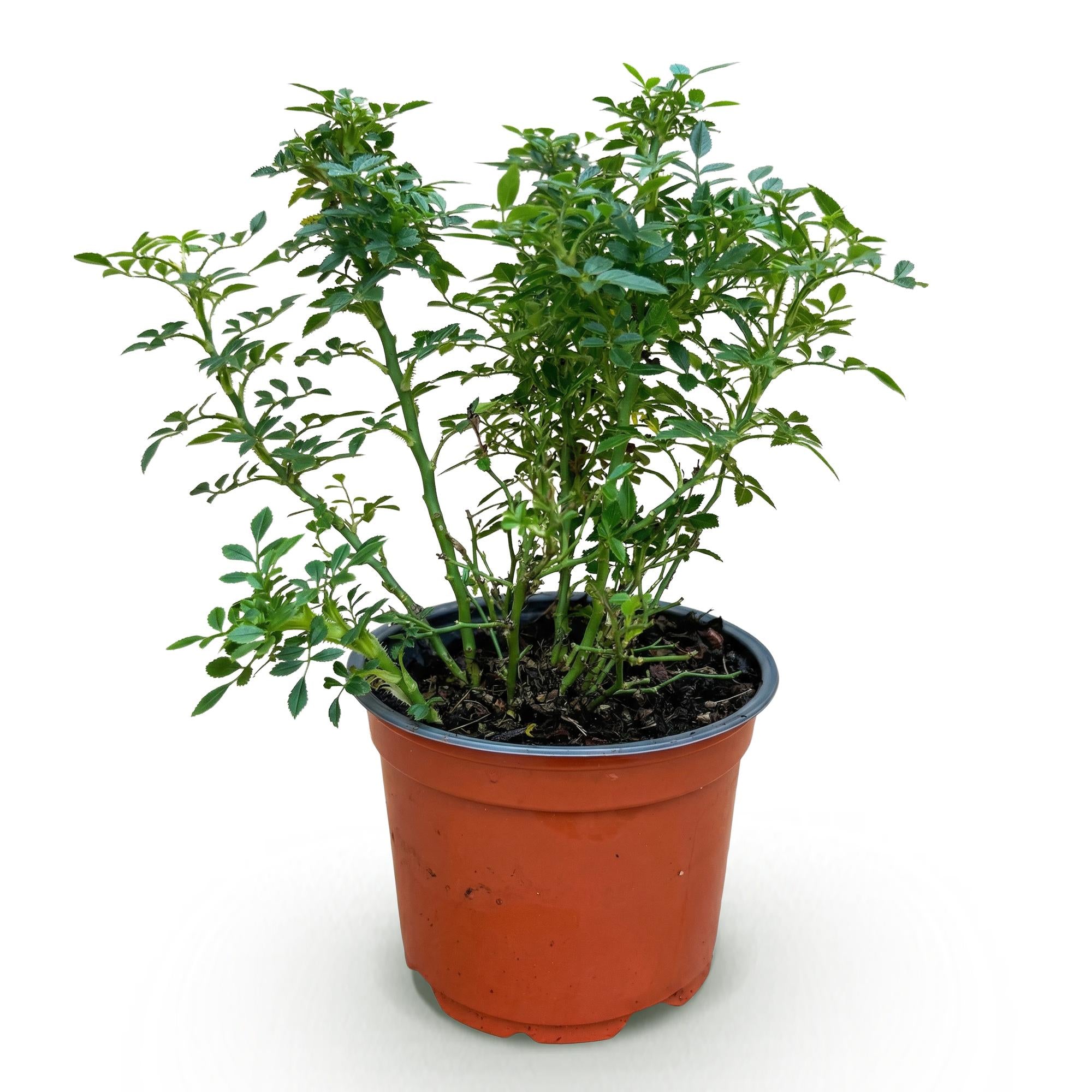 Gartenrose, Rosa Cutie Pie, Rose, Winterhart, Rosa, 1 Pflanze, Topf 12 cm, 20-25 cm