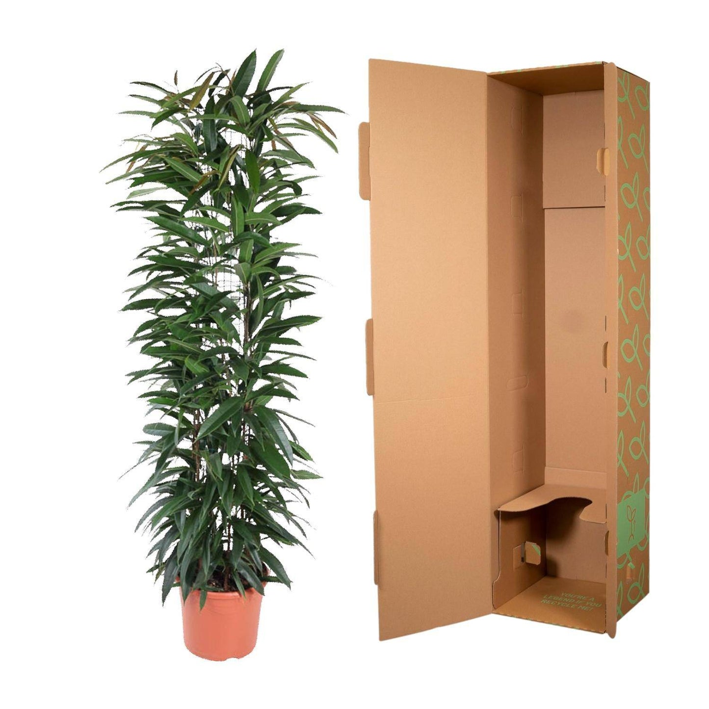 Ficus 'Alii King' Säule – 150 cm – Ø29 - Botanic-Vibes