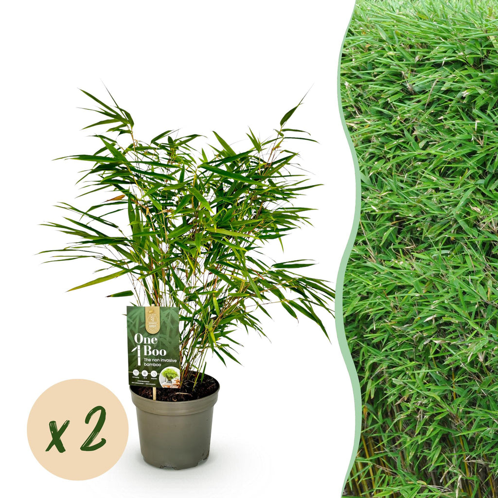 GreenboutiQ, Bambus, Fargesia rufa, Grün, Immergrün, Nicht Ausbreitend, Topf 17cm Höhe 60cm