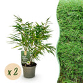 GreenboutiQ, Bambus, Fargesia rufa, Grün, Immergrün, Nicht Ausbreitend, Topf 17cm Höhe 60cm