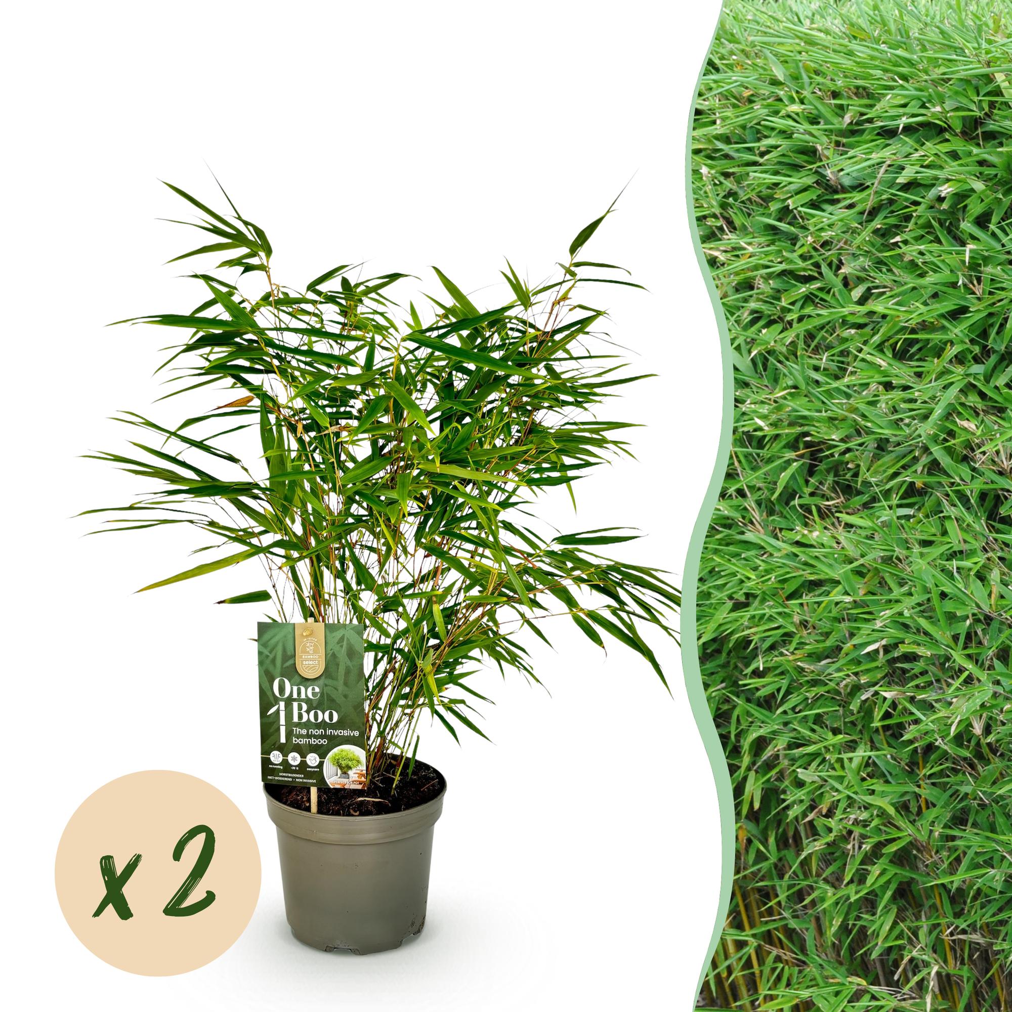 GreenboutiQ, Bambus, Fargesia rufa, Grün, Immergrün, Nicht Ausbreitend, Topf 17cm Höhe 60cm