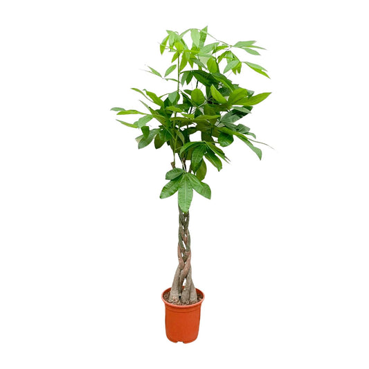 Pachira aquatica – 140 cm – Ø27