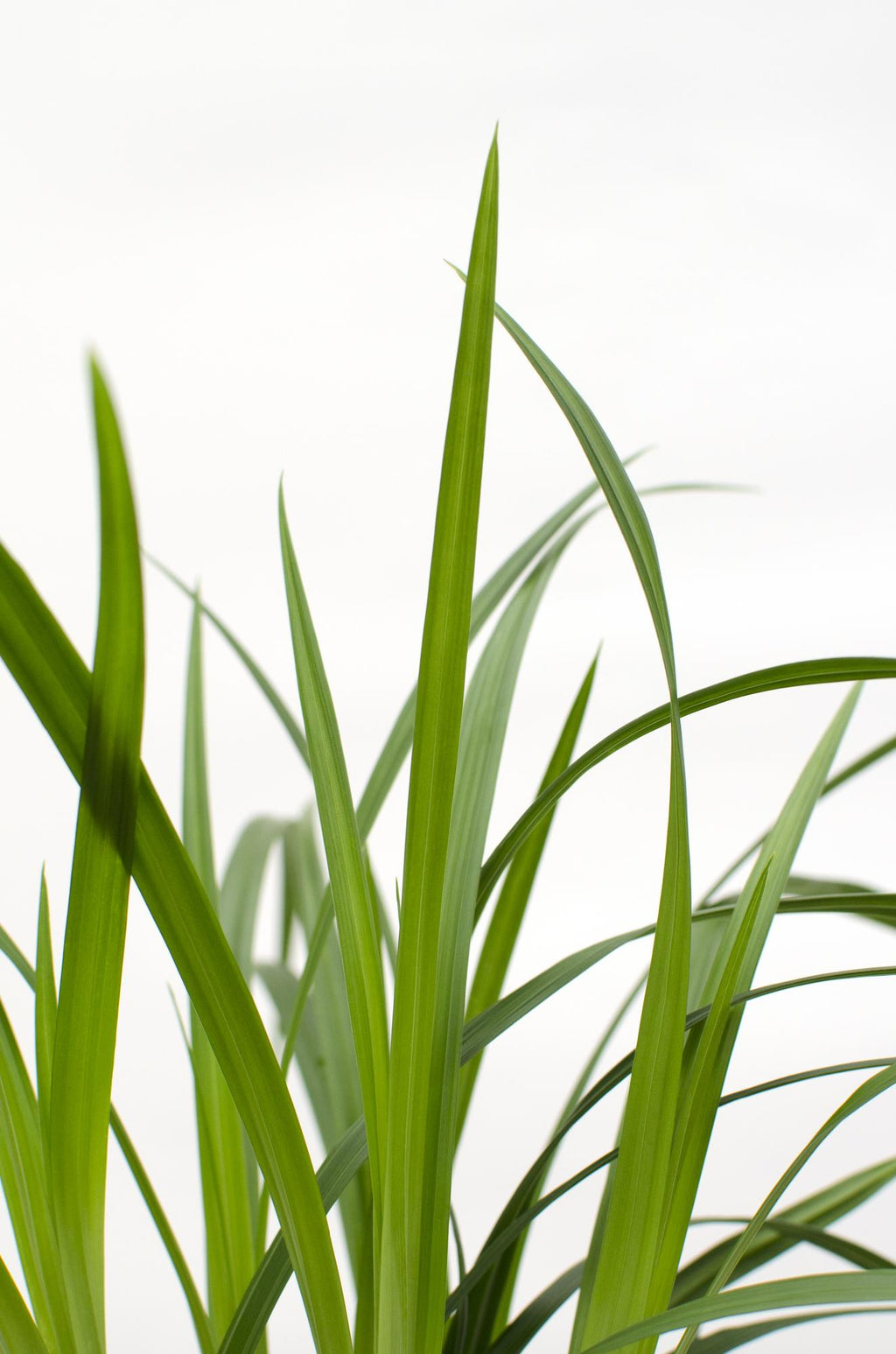 Carex morrowii Irish Grün, Ø19 cm, 40 cm, Ø14 cm, 30 cm