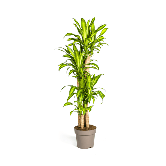 Dracaena Fragrans Massangeana Ø30cm - ↕170 - 190cm - Botanic-Vibes