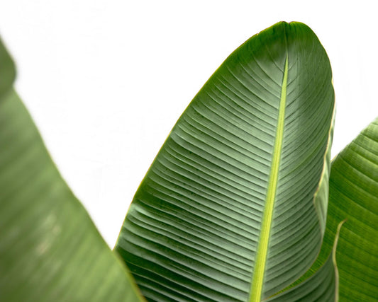 Strelitzia augusta de luxe XXL – 250cm – Ø38