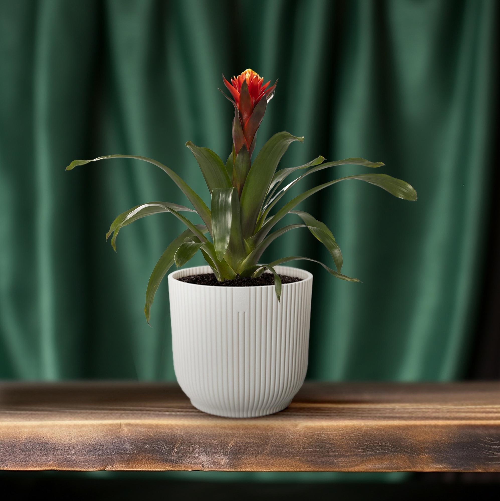 Guzmania Happiness, Ø12 cm Höhe 45
