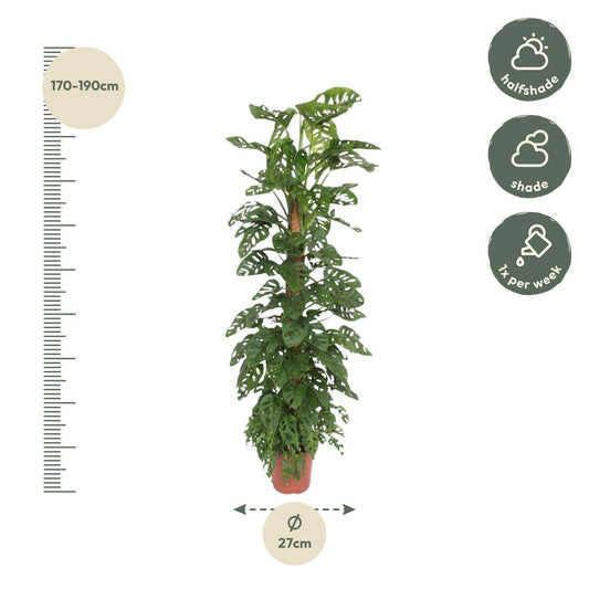 Monstera 'Monkey Leaf' – mit Moosstab – 170 cm – Ø27 - Botanic-Vibes
