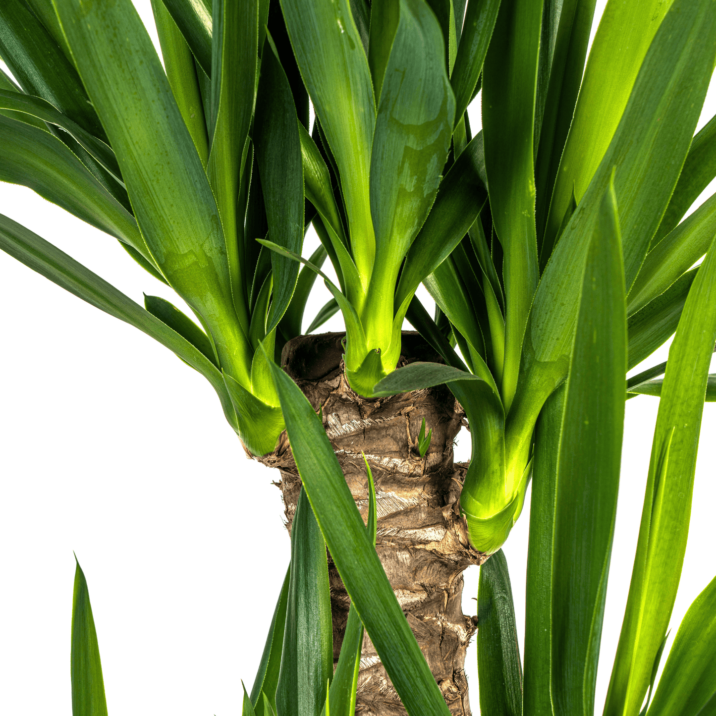 Yucca Elephantipes Ø21cm - ↕90 - 110cm - Botanic-Vibes