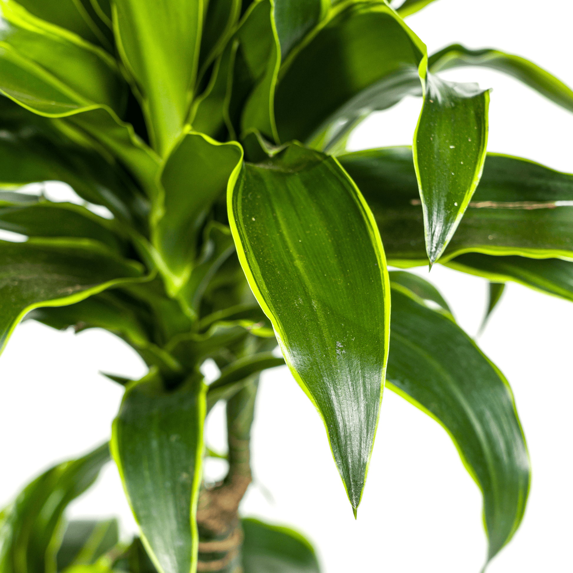 Dracaena Deremensis Dorado Ø21cm - ↕100 - 120cm - Botanic-Vibes