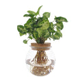 Syngonium Pixie, Ø12 cm, 30 cm