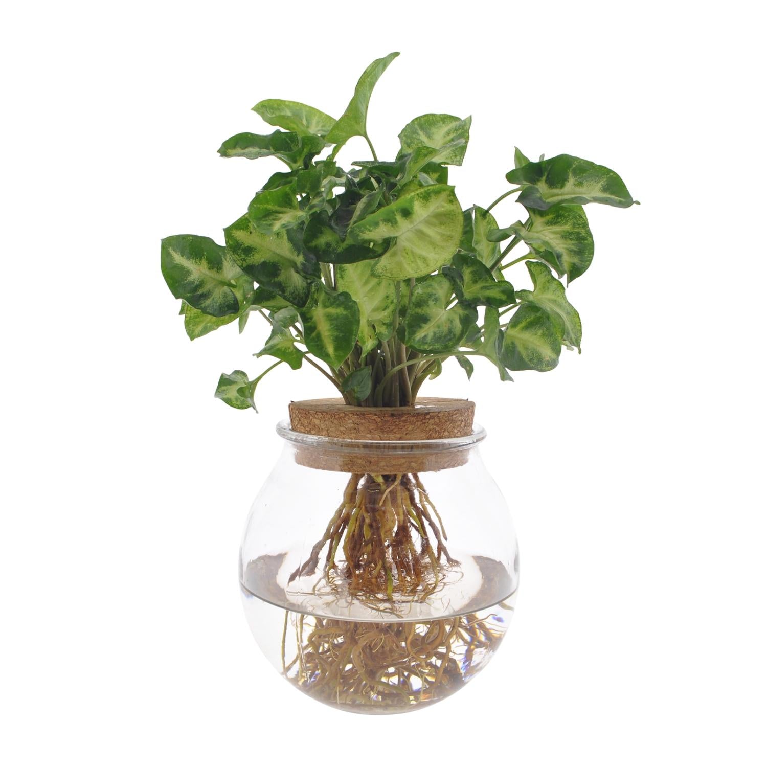 Syngonium Pixie, Ø12 cm, 30 cm