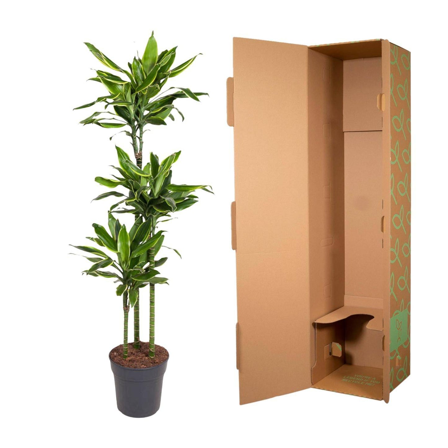 Dracaena golden coast – 160 cm – ø24 - Botanic-Vibes
