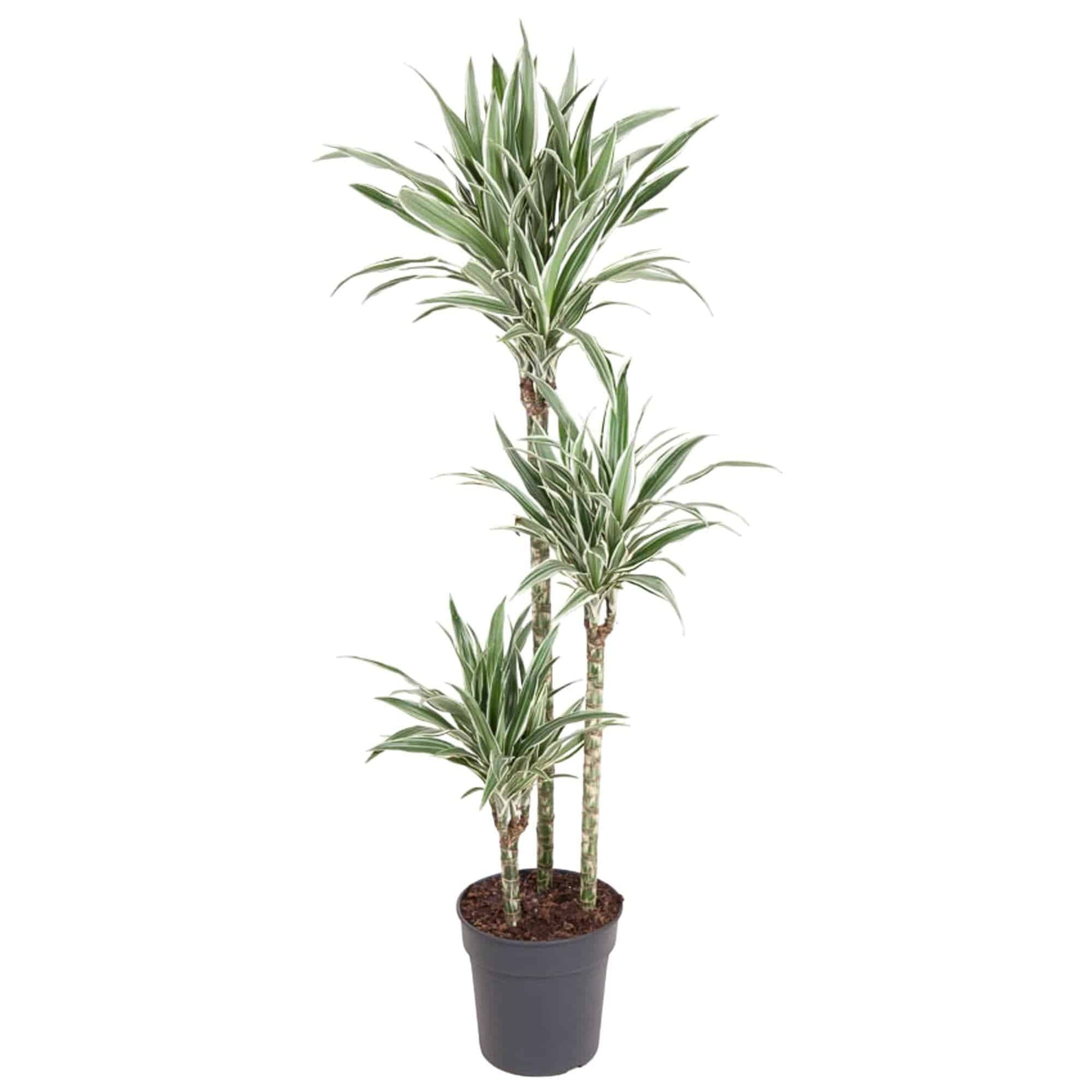 Dracaena White Stripe – 150 cm – Ø24 - Botanic-Vibes