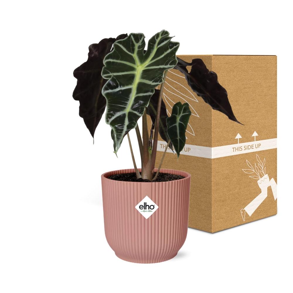 Alocasia ‘Polly’ im ELHO Vibes Fold, 14 cm, rosa