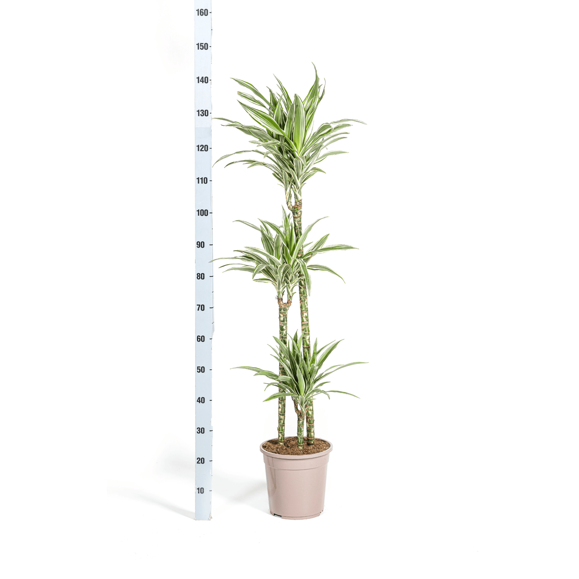 Dracaena Deremensis White Stripe Ø24cm - ↕130 - 150cm - Botanic-Vibes